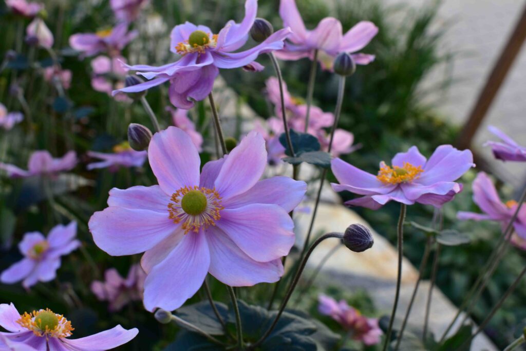 Freigeist Gartengestaltung Garten Projekt Gestaltung lila Blüten Nahaufnahme