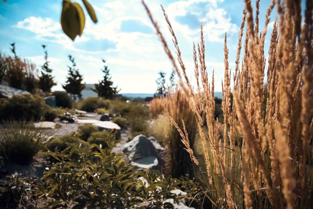 Freigeist Gartengestaltung - Garten Projektfotos - Nahaufnahme - Weizen - Gestaltung